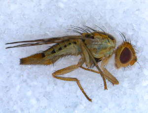  (Chaetostomella - DNA 20090707-64)  @14 [ ] Copyright (2010) B.T. Reijnen NCB Naturalis
