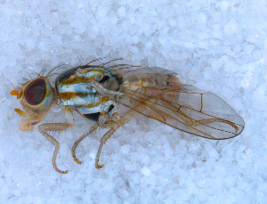  ( - DNA 20090708-21)  @13 [ ] Copyright (2010) B.T. Reijnen NCB Naturalis