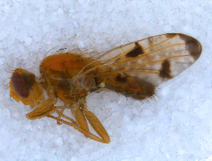  ( - DNA 20090808-02)  @11 [ ] Copyright (2010) B.T. Reijnen NCB Naturalis