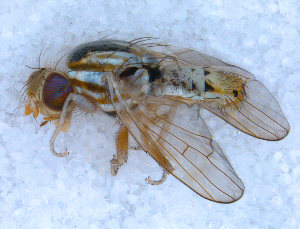  ( - DNA 20090813-03)  @13 [ ] Copyright (2010) B.T. Reijnen NCB Naturalis