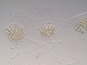  (Cylindrotermes flangiatus - UF_EC1114)  @11 [ ] Copyright (2014) Rudolf Scheffrahn University of Florida