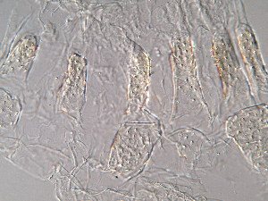  ( - UF_GUA456)  @11 [ ] No Rights Reserved (2014) Rudi Scheffrahn University of Florida