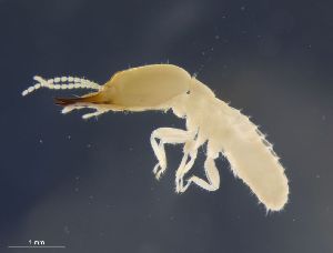  ( - UF_MX602_convexinotatus)  @11 [ ] Copyright (2014) Rudolf Scheffrahn University of Florida