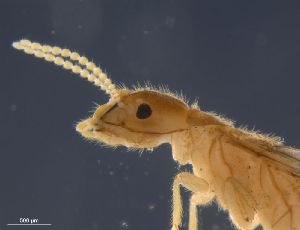  ( - UF_NI427_convexinotatus)  @12 [ ] Copyright (2014) Rudolf Scheffrahn University of Florida