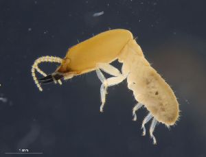  ( - UF_PA519_longiceps)  @11 [ ] Copyright (2014) Rudolf Scheffrahn University of Florida