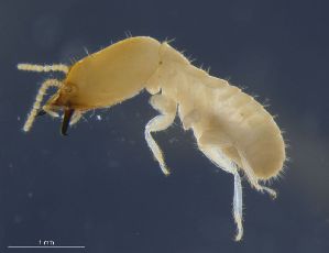  ( - UF_PN915_convexinotatus)  @12 [ ] Copyright (2014) Rudolf Scheffrahn University of Florida