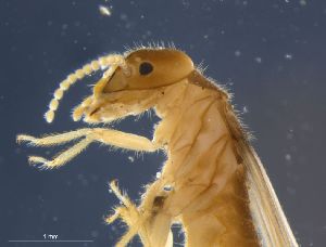  ( - UF_VZ1237_convexinotatus)  @12 [ ] Copyright (2014) Rudolf Scheffrahn University of Florida