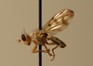 ( - ZMMU AIS000032)  @11 [ ] Unspecified (default): All Rights Reserved  Unspecified Unspecified