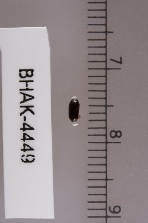  ( - BHAK-04449)  @11 [ ] CreativeCommons - Attribution No Derivatives (2018) Hakai Institute Hakai Institute