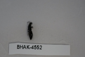  ( - BHAK-04552)  @11 [ ] CreativeCommons - Attribution No Derivatives (2018) Hakai Institute Hakai Institute