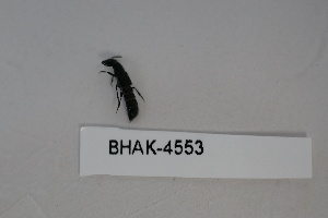  ( - BHAK-04553)  @11 [ ] CreativeCommons - Attribution No Derivatives (2018) Hakai Institute Hakai Institute