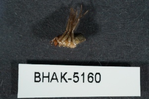  ( - BHAK-05160)  @11 [ ] CreativeCommons - Attribution No Derivatives (2018) Hakai Institute Hakai Institute