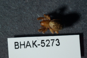  ( - BHAK-05273)  @11 [ ] CreativeCommons - Attribution No Derivatives (2018) Hakai Institute Hakai Institute