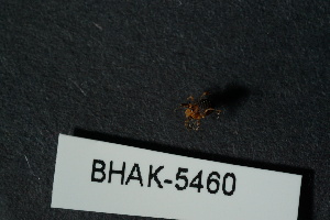  ( - BHAK-05460)  @11 [ ] CreativeCommons - Attribution No Derivatives (2018) Hakai Institute Hakai Institute
