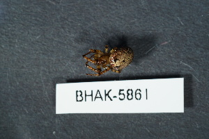  ( - BHAK-05861)  @11 [ ] CreativeCommons - Attribution No Derivatives (2018) Hakai Institute Hakai Institute