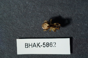  ( - BHAK-05862)  @11 [ ] CreativeCommons - Attribution No Derivatives (2018) Hakai Institute Hakai Institute