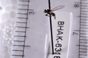  ( - BHAK-06318)  @11 [ ] CreativeCommons - Attribution No Derivatives (2018) Hakai Institute Hakai Institute
