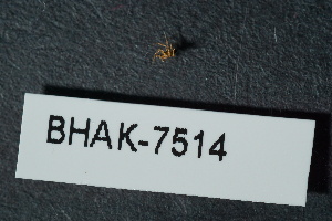  ( - BHAK-07514)  @11 [ ] CreativeCommons - Attribution No Derivatives (2018) Hakai Institute Hakai Institute