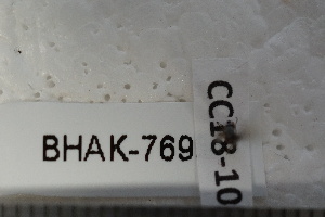  ( - BHAK-07695)  @11 [ ] CreativeCommons - Attribution No Derivatives (2018) Hakai Institute Hakai Institute