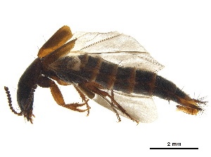  ( - BHAK-12357)  @11 [ ] CreativeCommons - Attribution (2018) CBG Photography Group Centre for Biodiversity Genomics