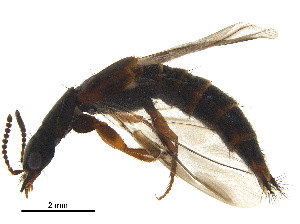  ( - BHAK-12358)  @11 [ ] CreativeCommons - Attribution (2018) CBG Photography Group Centre for Biodiversity Genomics