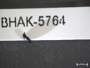  ( - BHAK-05764)  @11 [ ] CreativeCommons - Attribution No Derivatives (2018) Hakai Institute Hakai Institute