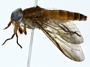  (Tabanus xanthochrus - BIOUG85476-B09)  @11 [ ] CreativeCommons - Attribution (2022) CBG Photography Group Centre for Biodiversity Genomics