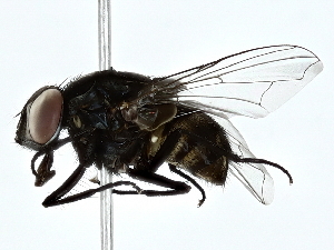  ( - BIOUG85476-C03)  @11 [ ] CreativeCommons - Attribution (2022) CBG Photography Group Centre for Biodiversity Genomics