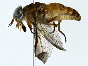  ( - BIOUG85478-C11)  @11 [ ] CreativeCommons - Attribution (2022) CBG Photography Group Centre for Biodiversity Genomics