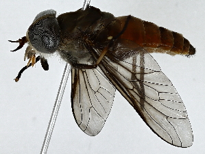  ( - BIOUG89985-G11)  @11 [ ] CreativeCommons - Attribution (2022) CBG Photography Group Centre for Biodiversity Genomics