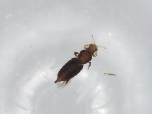  (Astrothrips - BIOUG91263-B07)  @11 [ ] CreativeCommons - Attribution (2022) Centre for Biodiversity Genomics Centre for Biodiversity Genomics