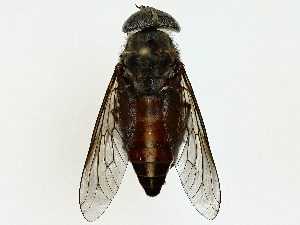  (Tabanus firmus - BIOUG91375-A02)  @11 [ ] CreativeCommons - Attribution (2022) CBG Photography Group Centre for Biodiversity Genomics
