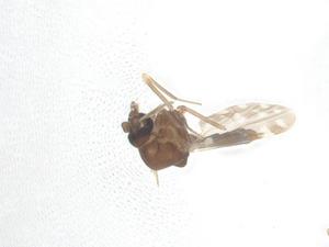  ( - CBG-A12378-H09)  @11 [ ] CreativeCommons - Attribution Share - Alike (2023) Centre for Biodiversity Genomics Centre for Biodiversity Genomics