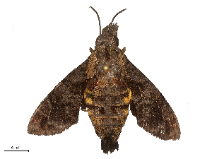  ( - CBG-B03167-A01)  @11 [ ] CreativeCommons - Attribution Share - Alike (2025) CBG Photography Group Centre for Biodiversity Genomics