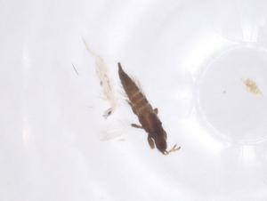  ( - CBG-B15263-H04)  @11 [ ] CreativeCommons - Attribution Share - Alike (2025) Centre for Biodiversity Genomics Centre for Biodiversity Genomics