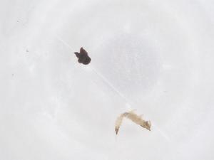  ( - CBG-B15264-B09)  @11 [ ] CreativeCommons - Attribution Share - Alike (2025) Centre for Biodiversity Genomics Centre for Biodiversity Genomics