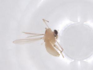  ( - CBG-B15315-G05)  @11 [ ] CreativeCommons - Attribution Share - Alike (2025) Centre for Biodiversity Genomics Centre for Biodiversity Genomics