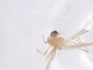  ( - CBG-B15322-F04)  @11 [ ] CreativeCommons - Attribution Share - Alike (2025) Centre for Biodiversity Genomics Centre for Biodiversity Genomics