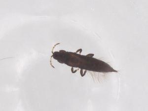  ( - CBG-B15710-B05)  @11 [ ] CreativeCommons - Attribution Share - Alike (2025) Centre for Biodiversity Genomics Centre for Biodiversity Genomics