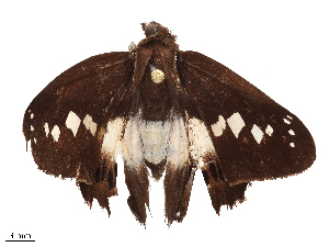  (Seseria - CBG-B19974-F05)  @11 [ ] CreativeCommons - Attribution Share - Alike (2025) CBG Photography Group Centre for Biodiversity Genomics