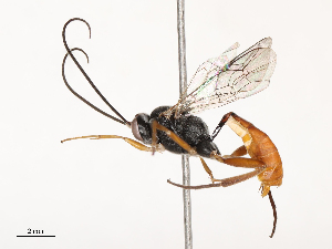  ( - CBG-B19977-A07)  @11 [ ] CreativeCommons - Attribution Share - Alike (2025) CBG Photography Group Centre for Biodiversity Genomics