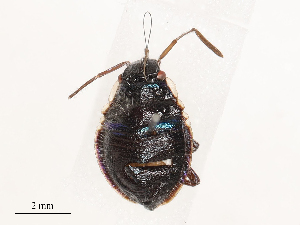  (Tetrarthria - CBG-B19977-B10)  @11 [ ] CreativeCommons - Attribution Share - Alike (2025) CBG Photography Group Centre for Biodiversity Genomics