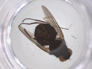  ( - CBG-B20136-A03)  @11 [ ] CreativeCommons - Attribution Share - Alike (2025) Centre for Biodiversity Genomics Centre for Biodiversity Genomics