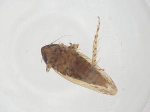  ( - CBG-B20151-A07)  @11 [ ] CreativeCommons - Attribution Share - Alike (2025) Centre for Biodiversity Genomics Centre for Biodiversity Genomics