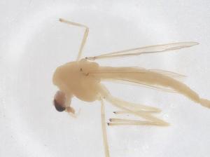  ( - CBG-B21831-C09)  @11 [ ] CreativeCommons - Attribution Share - Alike (2025) Centre for Biodiversity Genomics Centre for Biodiversity Genomics