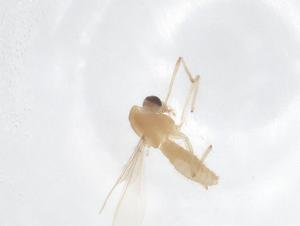  ( - CBG-B21831-E12)  @11 [ ] CreativeCommons - Attribution Share - Alike (2025) Centre for Biodiversity Genomics Centre for Biodiversity Genomics