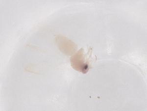  ( - CBG-B21901-E08)  @11 [ ] CreativeCommons - Attribution Share - Alike (2025) Centre for Biodiversity Genomics Centre for Biodiversity Genomics