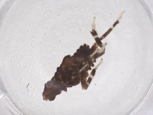  (Aphaena - CBG-B21901-G12)  @11 [ ] CreativeCommons - Attribution Share - Alike (2025) Centre for Biodiversity Genomics Centre for Biodiversity Genomics