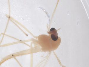  ( - CBG-B22228-A04)  @11 [ ] CreativeCommons - Attribution Share - Alike (2025) Centre for Biodiversity Genomics Centre for Biodiversity Genomics