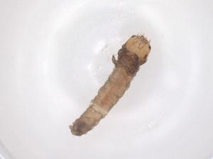  ( - CBG-B22260-F03)  @11 [ ] CreativeCommons - Attribution Share - Alike (2025) Centre for Biodiversity Genomics Centre for Biodiversity Genomics